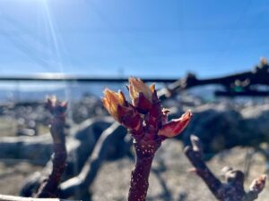 開き掛けの梨の花芽